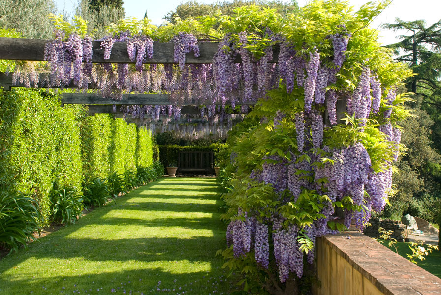 Stings-Palagio-Wisteria