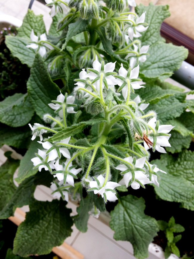 flor de borraja